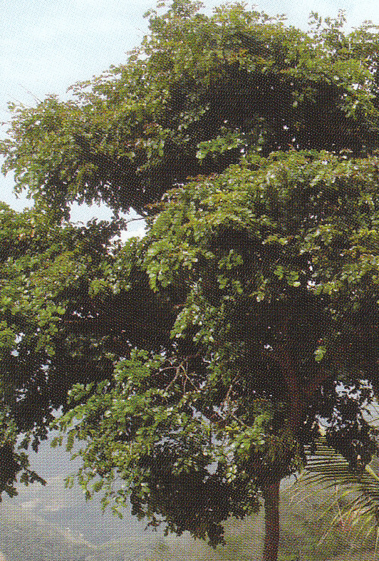 Pernambuco tree